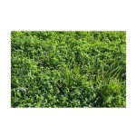 Alfalfa Hay Supplier - Bulk Custom Packaging Animal Feed