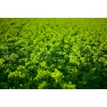 Alfalfa Hay Supplier - Bulk Custom Packaging Animal Feed