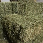 Animal Feed Factory - OEM Custom Alfalfa Hay Bales