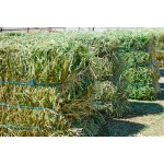 动物饲料生产商 - 可定制有竞争力苜蓿