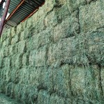 动物饲料生产商 - 可定制苜蓿提摩西干草