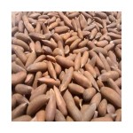 Pecan Nuts Factory - Wholesale Organic Raw Pecan Nuts