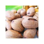 Pecan Nuts Factory - Wholesale Organic Raw Pecan Nuts