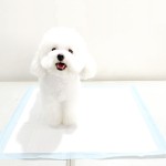 宠物垫厂家 - 批发超柔一次性舒适幼犬训练