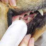 宠物牙齿湿巾生产商 - 一次性牙刷指套柔软清洁