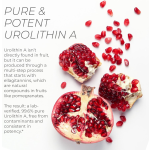 尿石素胶囊厂家 - BioFlex中国厂家批发代工私模1000毫克