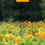 姜黄滴剂厂家 - 代工私模认证有机姜黄姜黄素提取液