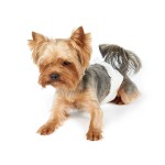 宠物尿垫厂家 - 宠物尿垫尿液垫狗笼板条箱垫批发