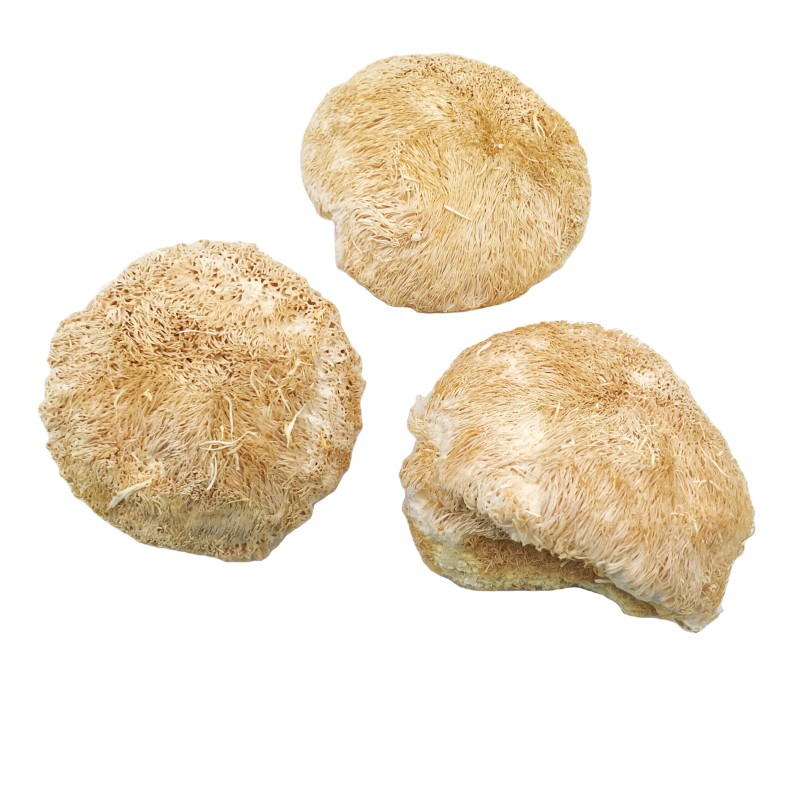 9019 Hou Tou Gu Dia 6-8cm Dried Lion's Mane Mushroom for Health