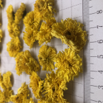 4022W风味茶浸泡4厘米婺源皇菊金菊茶凉茶
