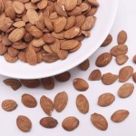 2208 Shan Tao Ren High Quality Peach Semen Shelled Dried Peach Kernel for Sale