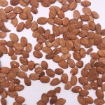 2208 Shan Tao Ren High Quality Peach Semen Shelled Dried Peach Kernel for Sale