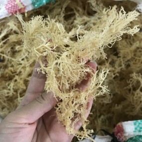 N10 Health Natural Products Delicious Products Dried Sea Moss for Food