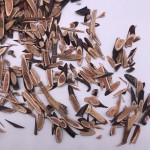 7007 Zao Jiao Ci Wholesale Herbal Tea Spina Gleditsiae Dried Fujiki Health Tea in Bulk Sachets and Boxes Raw Processing