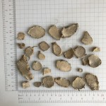 1085 Er Zhu Factory Supply Chinese Herbal Raw Turmeric Rhizome Dried Zedoary Root Health Tea Bulk/Bag Options Available