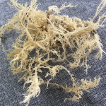 N10健康天然产品美味食品海苔干