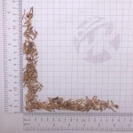 1036 Bai Wei High Quality Chinese Herbs Radix Cynanchi Atrati Dried Cynanchum Atratum Root
