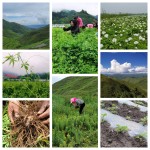 8002 Zhi Ru Xiang High Quality Chinese Herba Prepared Frankincense Natural Toasted Frankincense