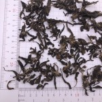 5069野生原料工厂直接供应凉茶达米阿纳叶干达米阿纳叶