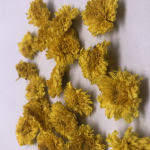 4022W风味茶浸泡4厘米婺源皇菊金菊茶凉茶