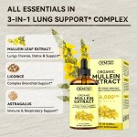 毛蕊花液滴供应商 - 肺部清洁呼吸支持