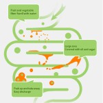 排毒胶囊生产厂家 - 健康脂肪燃烧代谢物