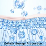 B族复合片生产厂家 - 免疫神经细胞能量