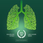 肺部清洁滴剂供应商 - 毛蕊花叶呼吸系统代工