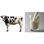 Factory Supply Wholesale Bulk Bovine Colostrum Milk Powder Wholesale Products in Bulk Colostrum Milk Powder