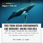 Omega3软胶囊厂家 - 藻油DHA EPA心脑