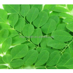 辣木提取物供应商 - 10:1叶提取物粉末