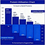 Amino Acids Supplement Supplier - BCAA Pre Post Workout