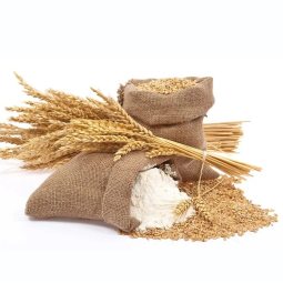 小麦粉厂家 - 有机PP袋包装25公斤批量