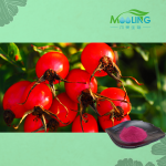 Rosehip Powder Factory - Natural Supply Wholesale Fruit Extract