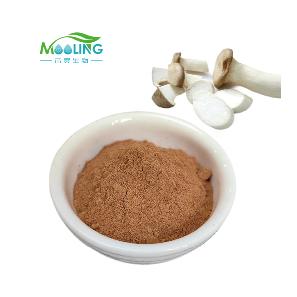 Pleurotus Extract Supplier - MOOLING Bulk 10:1 King Oyster