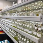 Ylang Ylang Oil Factory - Bulk Pure Essential Oil Aromatherapy