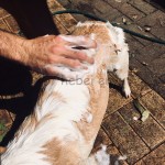 宠物皂厂家 - 手工蜂胶防虫除臭