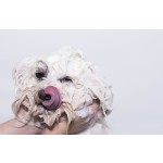 宠物沐浴炸弹套装供应商 - 100%天然精油有机