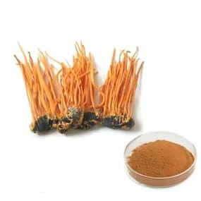 Cordyceps Sinensis Powder Factory - Hot Sale 10:1 Mushroom Extract Powder