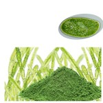 Chlorella Powder Supplier - Factory Supply Organic Conventional Super Food