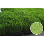 Wheatgrass Juice Powder Factory - 100% Water Soluble Organic Green Food