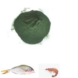 Algae Spirulina Feed Factory - High Quality Animal Fish Shrimp Cattle