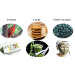 Chlorella Powder Supplier - Factory Supply Organic Conventional Super Food