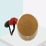 Mushroom Extract Powder Factory - Bulk Supply Changa 10:1 Extract