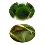 Chlorella Tablet Manufacturer - High Nutrition 250mg-500mg Healthcare Supplement