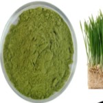 Wheatgrass Juice Powder Factory - 100% Water Soluble Organic Green Food