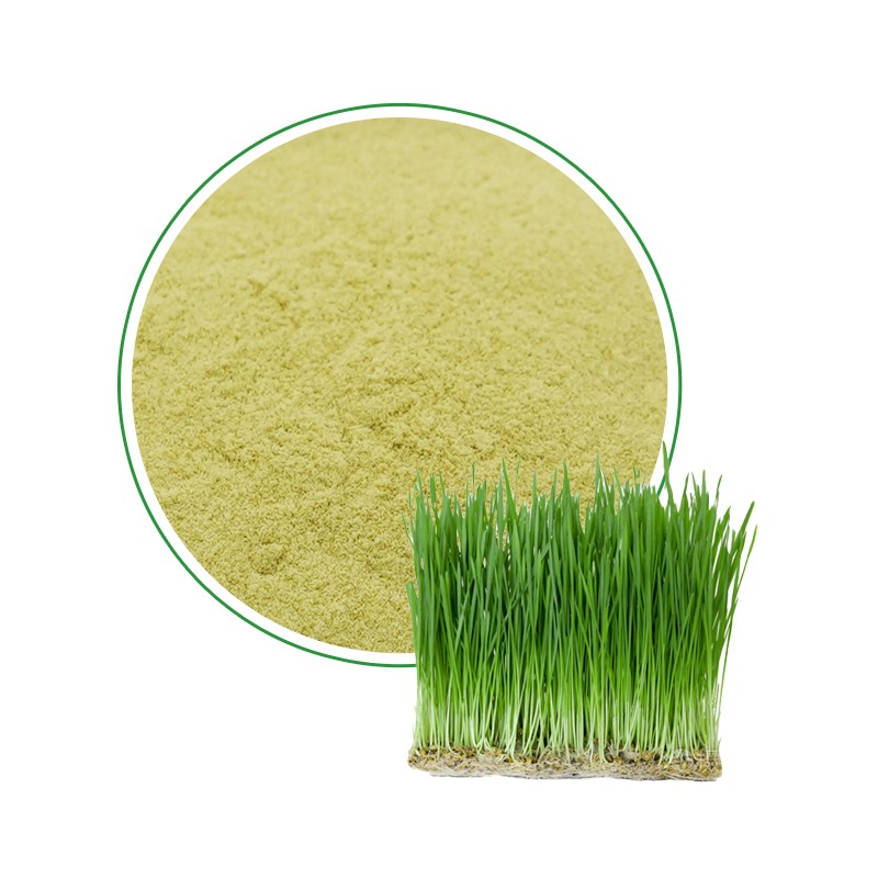 Wheatgrass Juice Powder Factory - 100% Water Soluble Organic Green Food