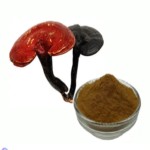 Mushroom Extract Powder Factory - Bulk Supply Changa 10:1 Extract