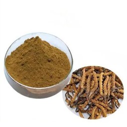 Cordyceps Extract Powder Supplier - Supply Cordycepin 1%-8% Bulk