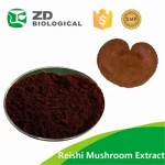 Mushroom Extract Powder Factory - Bulk Supply Changa 10:1 Extract